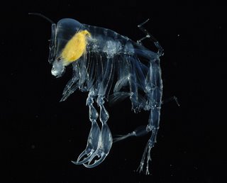 Deep Sea Animal