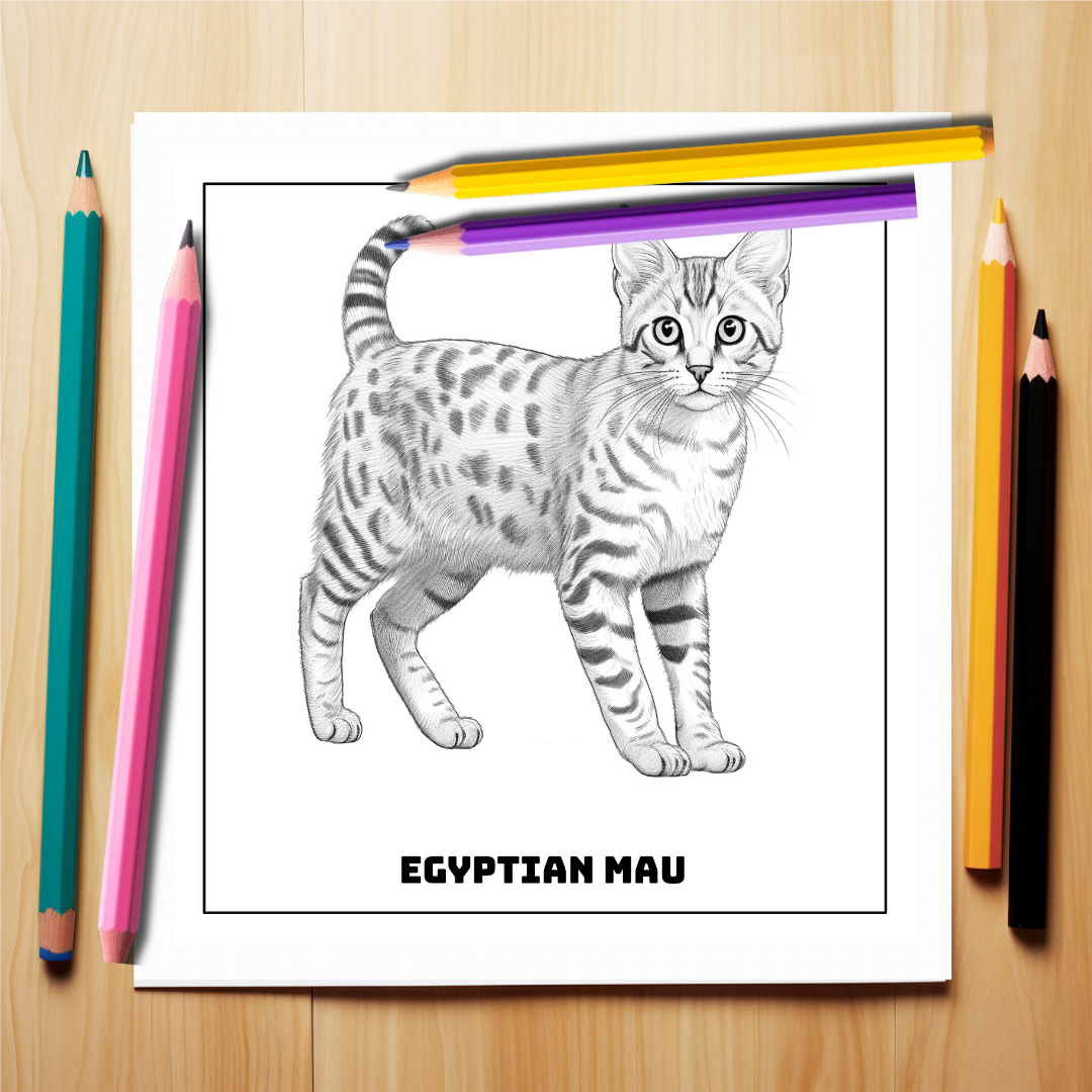 Adorable-Kittens-Coloring-Book-Inside-Sample-4-Egyptian-Mau