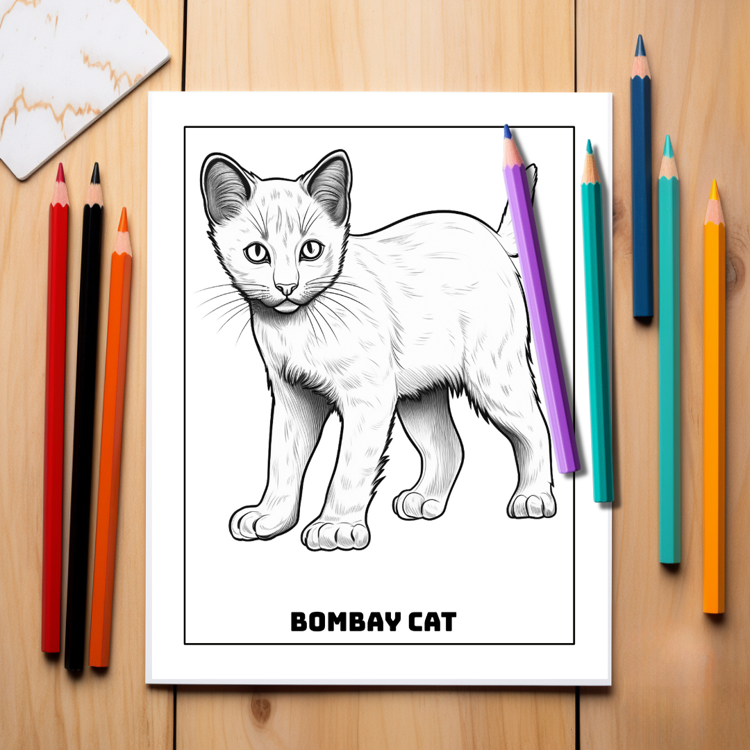Adorable-Kittens-Coloring-Book-Inside-Sample-8-Bombay-Cat